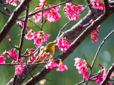 Kuş ve Kiraz Çiçekleri