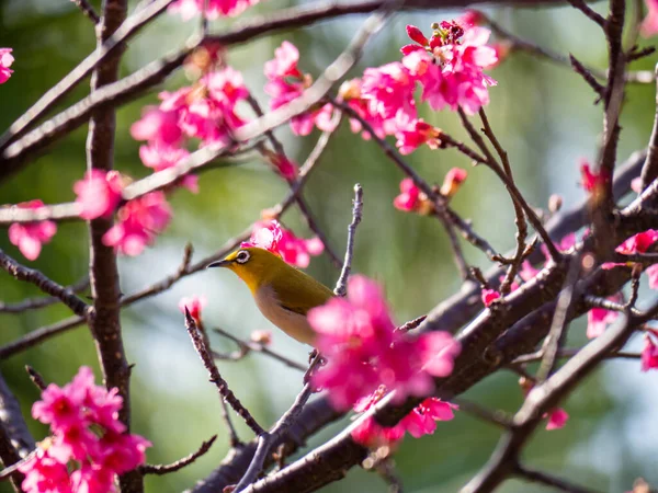 Pájaro Flores Cerezo —  Fotos de Stock