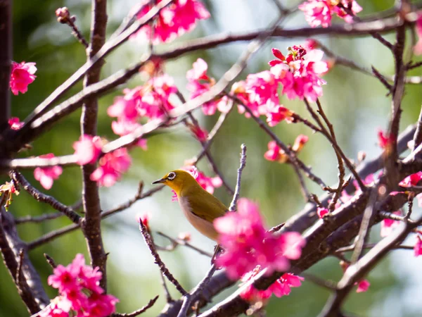 Pájaro Flores Cerezo —  Fotos de Stock