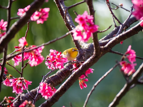 Bird Cherry Blossoms — Stock Photo, Image