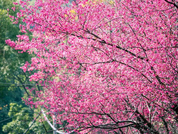 Pink cherry blossoms as background