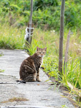 Çim tarlasında oturan sevimli tekir kedicik.