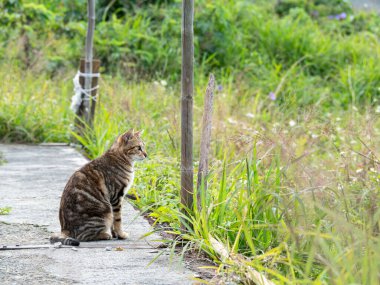 Çim tarlasında oturan sevimli tekir kedicik.