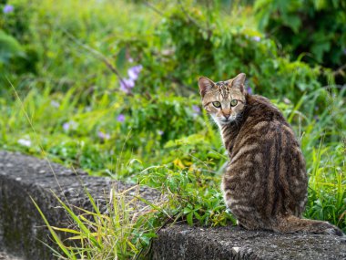 Çim tarlasında oturan sevimli tekir kedicik.