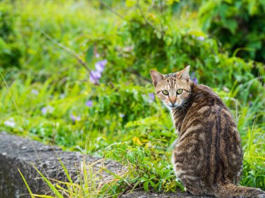 Çim tarlasında oturan sevimli tekir kedicik.