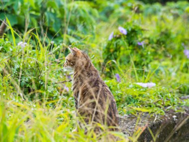 Çim tarlasında oturan sevimli tekir kedicik.