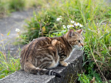 Çim tarlasında oturan sevimli tekir kedicik.