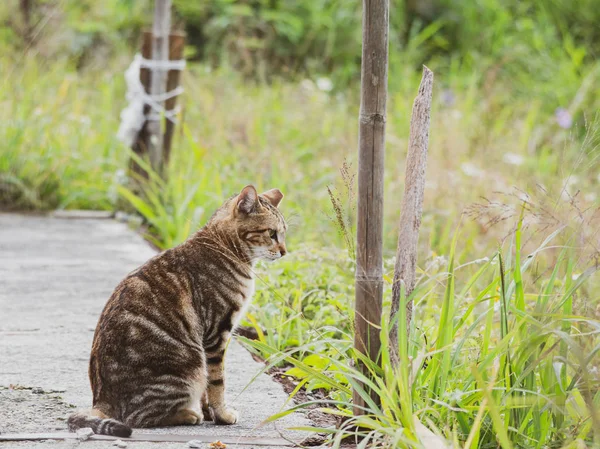 Mignon Chaton Tabby Assis Dans Champ Herbe — Photo