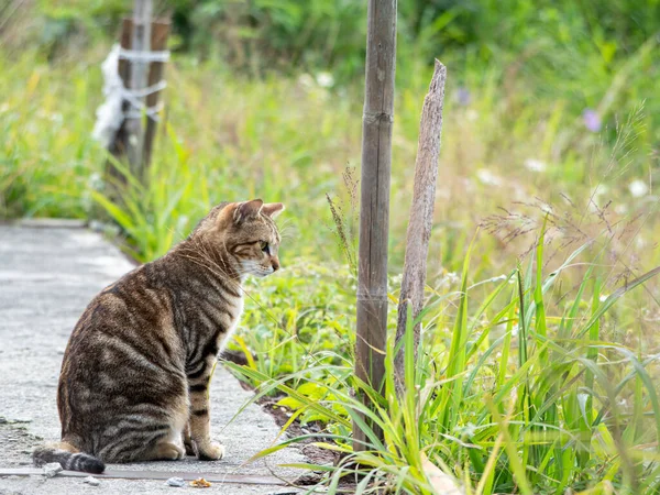 Mignon Chaton Tabby Assis Dans Champ Herbe — Photo