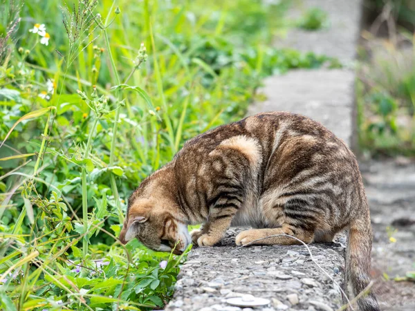 Mignon Chaton Tabby Assis Dans Champ Herbe — Photo