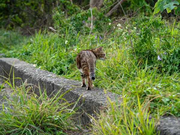 Cute Tabby Kotek Siedzi Polu Trawy — Zdjęcie stockowe