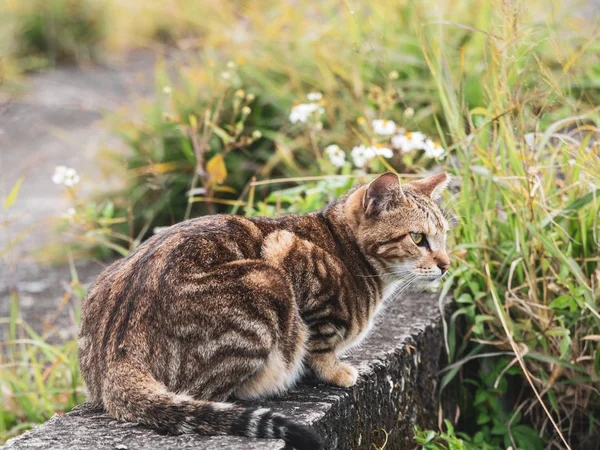 Mignon Chaton Tabby Assis Dans Champ Herbe — Photo