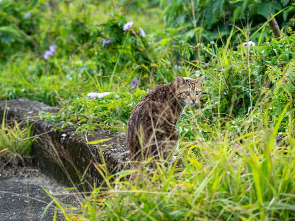Симпатичный Котенок Сидящий Траве — стоковое фото