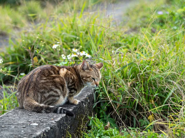 Mignon Chaton Tabby Assis Dans Champ Herbe — Photo