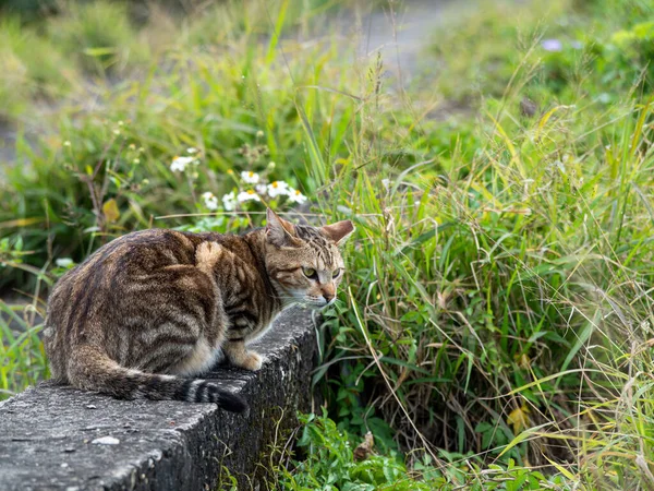 Mignon Chaton Tabby Assis Dans Champ Herbe — Photo