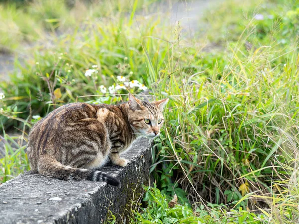 Mignon Chaton Tabby Assis Dans Champ Herbe — Photo