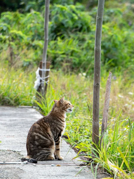 Cute Tabby Kitten Sitting Grass Field — Stock Photo, Image