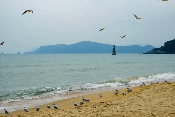 Seagulls Beach — Stock Photo, Image