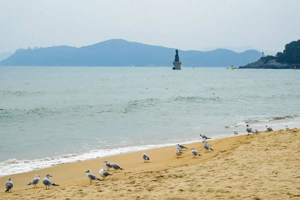 해변의 갈매기 — 스톡 사진