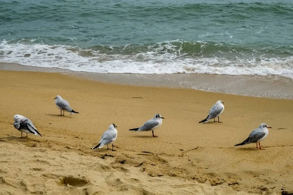 Gabbiani Sulla Spiaggia — Foto Stock