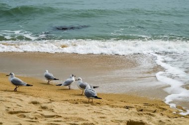 Sahildeki martılar