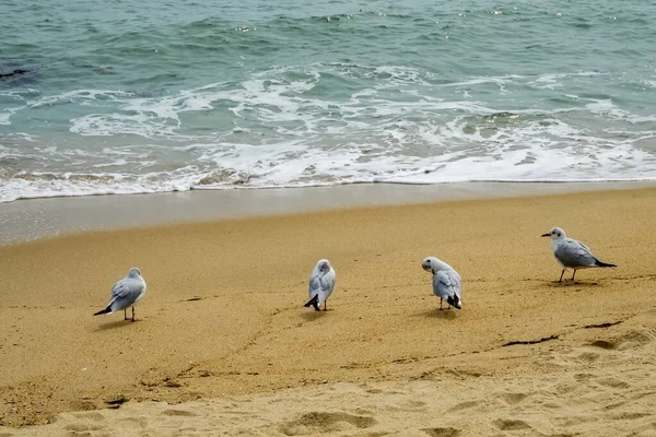 Möwen Strand — Stockfoto