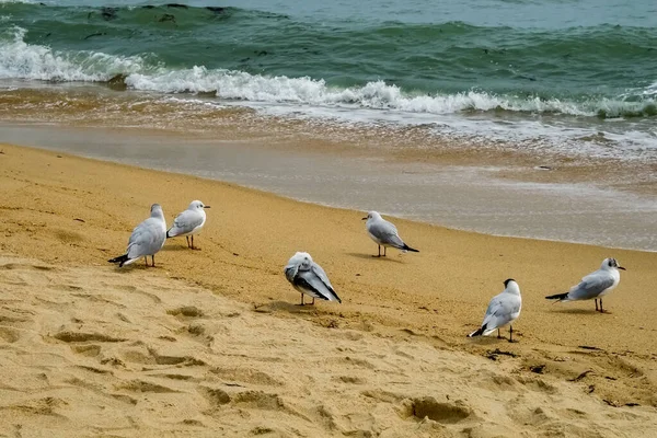 Möwen Strand — Stockfoto