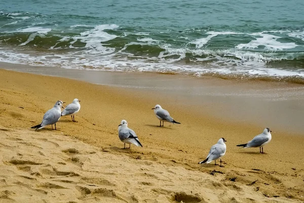 Möwen Strand — Stockfoto