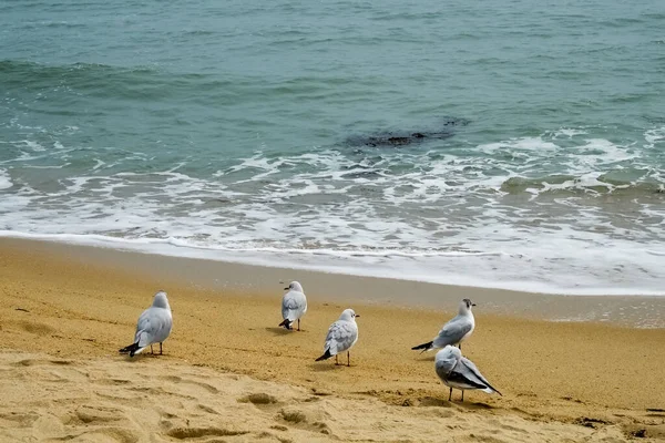 Mouettes Sur Plage — Photo