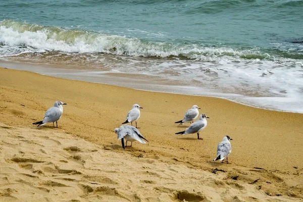 Möwen Strand — Stockfoto