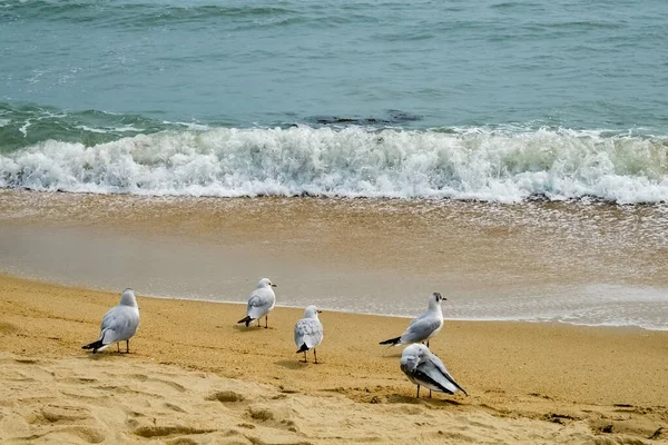 Möwen Strand — Stockfoto