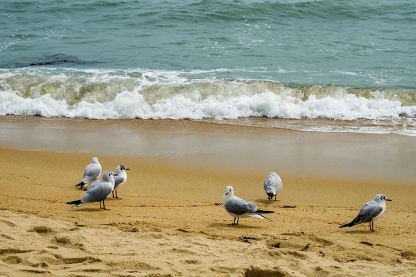 Möwen Strand — Stockfoto