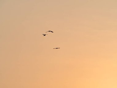 Siluetli Kuşlar Günbatımında Uçuyor