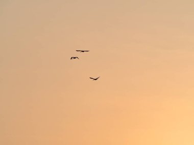 Siluetli Kuşlar Günbatımında Uçuyor