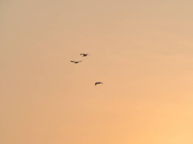 Siluetli Kuşlar Günbatımında Uçuyor
