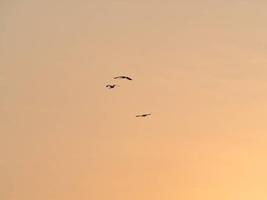 Siluetli Kuşlar Günbatımında Uçuyor
