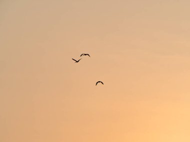Siluetli Kuşlar Günbatımında Uçuyor