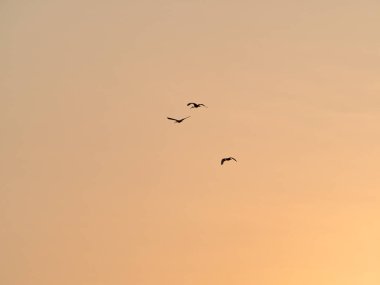 Siluetli Kuşlar Günbatımında Uçuyor