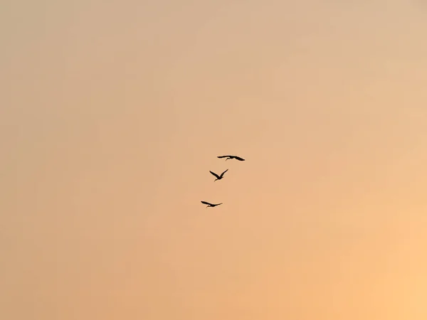Pássaros Silhuetas Voando Céu Por Sol — Fotografia de Stock