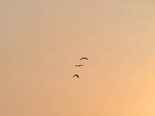 Siluetoidut Linnut Lentävät Auringonlaskun Taivaalla — kuvapankkivalokuva