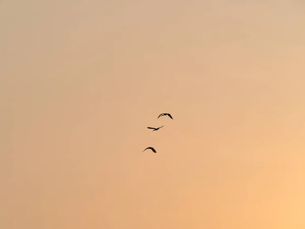 Siluetoidut Linnut Lentävät Auringonlaskun Taivaalla — kuvapankkivalokuva