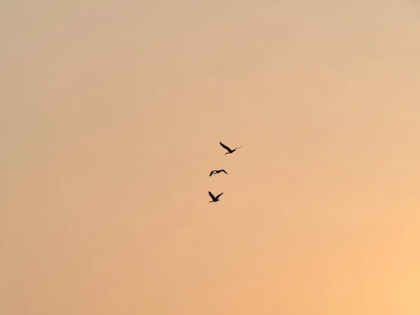 Oiseaux Silhouette Volant Dans Ciel Couchant — Photo