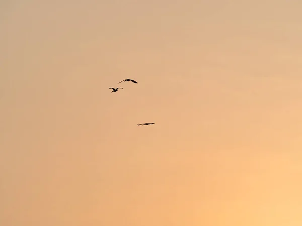 Silhouetted Birds Flying in the Sunset Sky