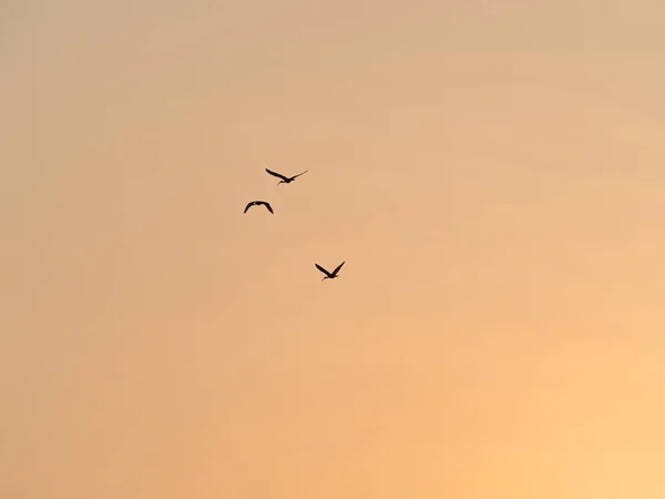 在夕阳西下飞翔的鸟影 — 图库照片
