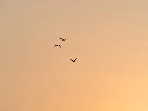 Oiseaux Silhouette Volant Dans Ciel Couchant — Photo