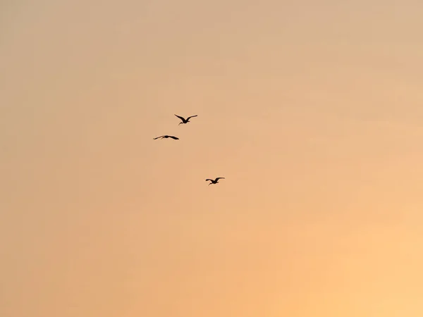 Silhouetted Birds Flying Sunset Sky — Stock Photo, Image