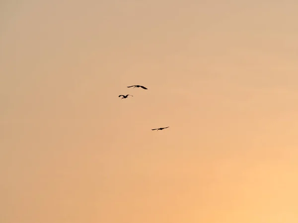 Silhouette Vögel Fliegen Himmel Des Sonnenuntergangs — Stockfoto