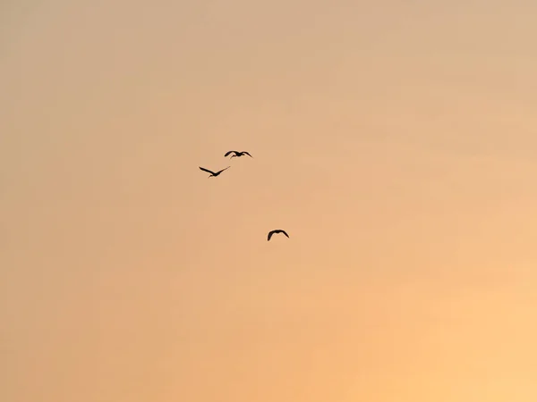 Silhouette Vögel Fliegen Himmel Des Sonnenuntergangs — Stockfoto