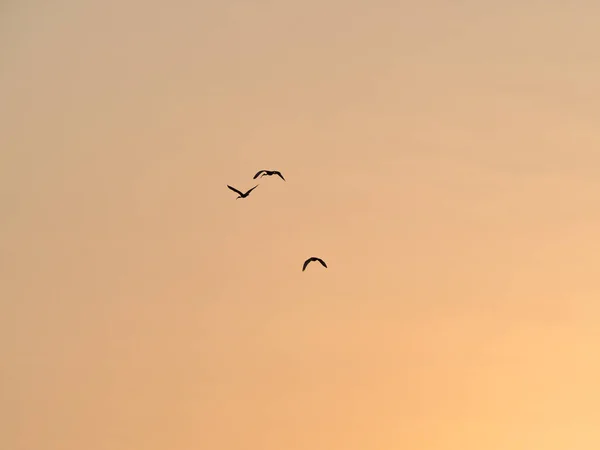 Силуэты Птиц Летящих Закатном Небе — стоковое фото
