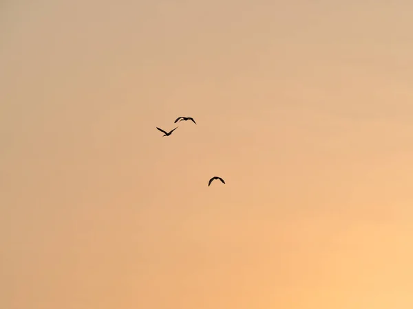 Silhouette Vögel Fliegen Himmel Des Sonnenuntergangs — Stockfoto